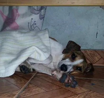 Cachorro ra a Vira-lata idade 2 a 6 meses nome Sem nome