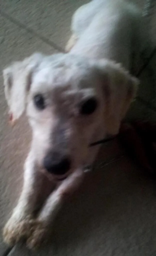 Cachorro ra a poodle idade 4 anos nome bob