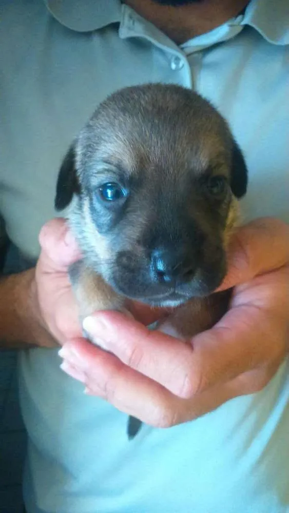 Cachorro ra a  idade Abaixo de 2 meses nome Sem nomes