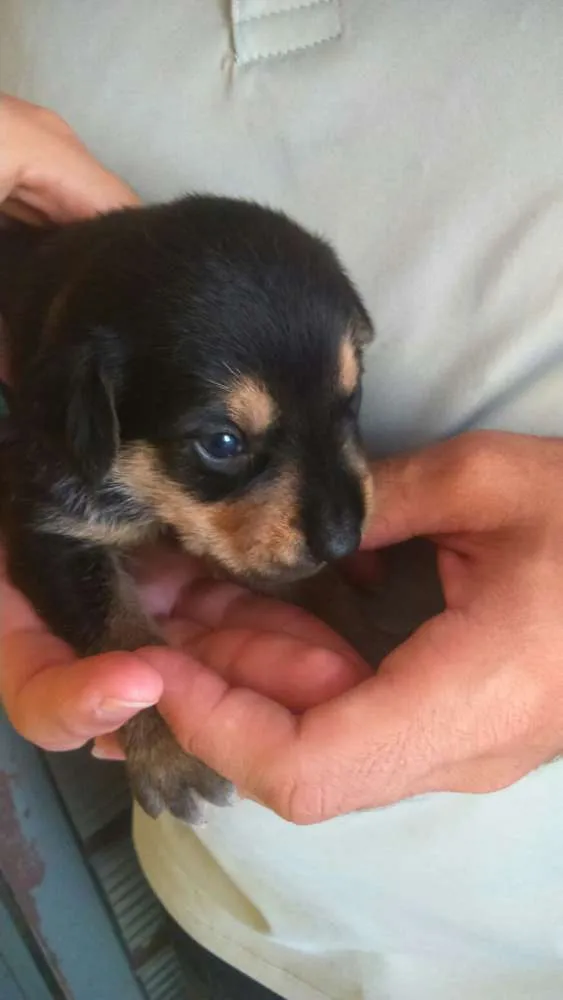 Cachorro ra a  idade Abaixo de 2 meses nome Sem nomes