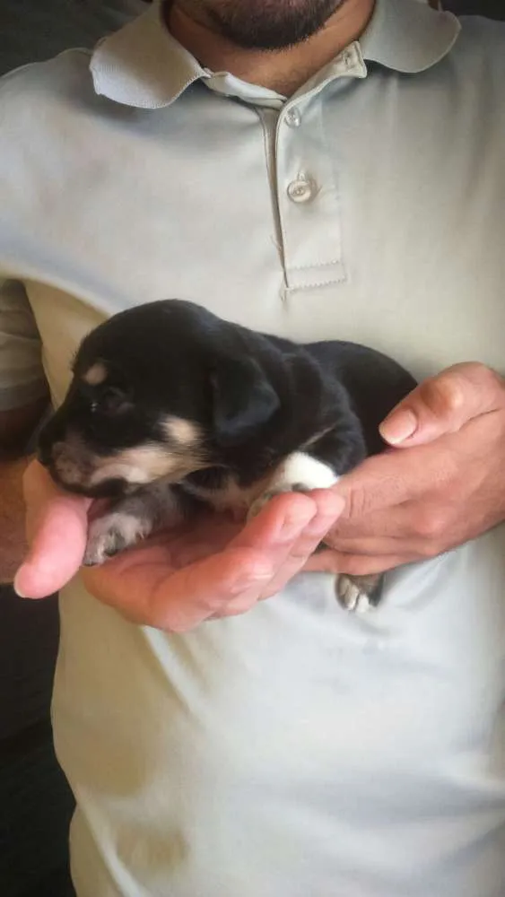 Cachorro ra a  idade Abaixo de 2 meses nome Sem nomes