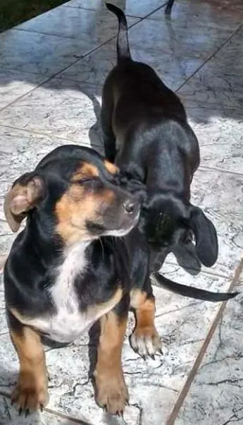Cachorro ra a Não definida idade 2 a 6 meses nome Priscila e paquita