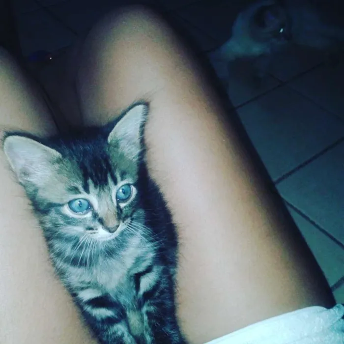 Gato ra a  idade 2 a 6 meses nome Nessa