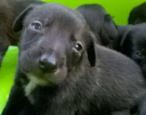 Cachorro raça vira-latas idade Abaixo de 2 meses nome filhotes