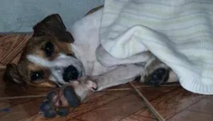 Cachorro raça Vira-lata idade 2 a 6 meses nome Sem nome