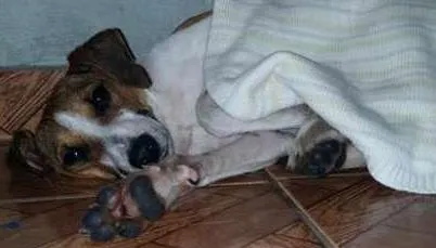 Cachorro ra a Vira-lata idade 2 a 6 meses nome Sem nome