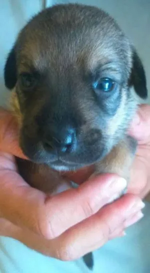Cachorro raça  idade Abaixo de 2 meses nome Sem nomes