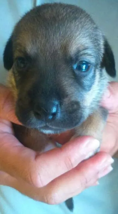Cachorro ra a  idade Abaixo de 2 meses nome Sem nomes