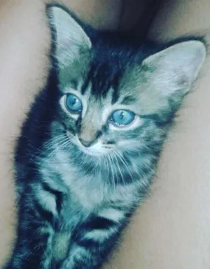Gato raça  idade 2 a 6 meses nome Nessa