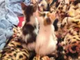 Gato