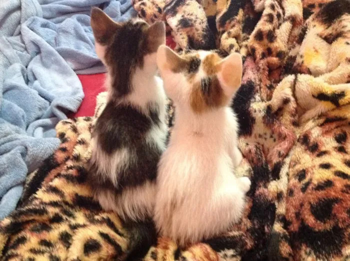 Gato ra a Srd idade Abaixo de 2 meses nome Gato