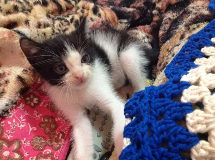 Gato ra a Srd idade Abaixo de 2 meses nome Gato