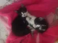 Gato