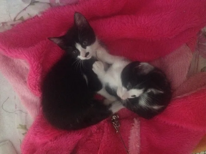 Gato ra a Srd idade Abaixo de 2 meses nome Gato
