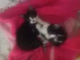 Gato