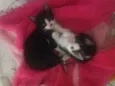 Gato