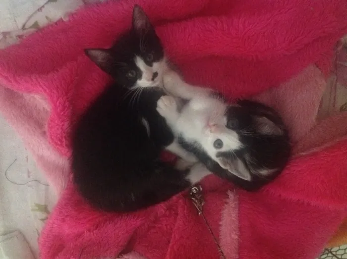 Gato ra a Srd idade Abaixo de 2 meses nome Gato