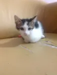Gato