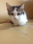 Gato