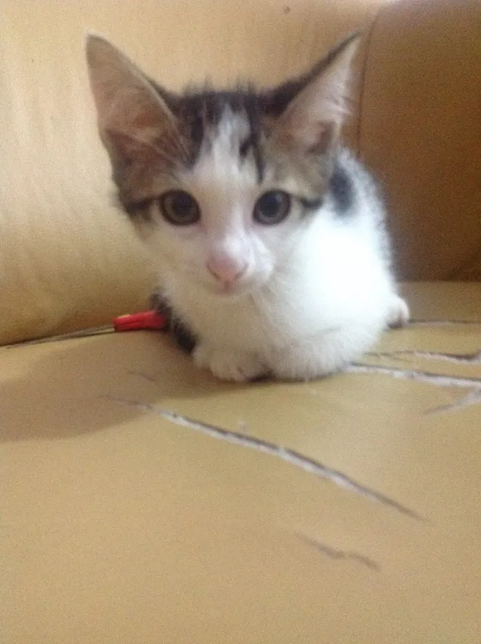 Gato ra a Srd idade Abaixo de 2 meses nome Gato