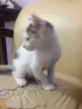 Gato