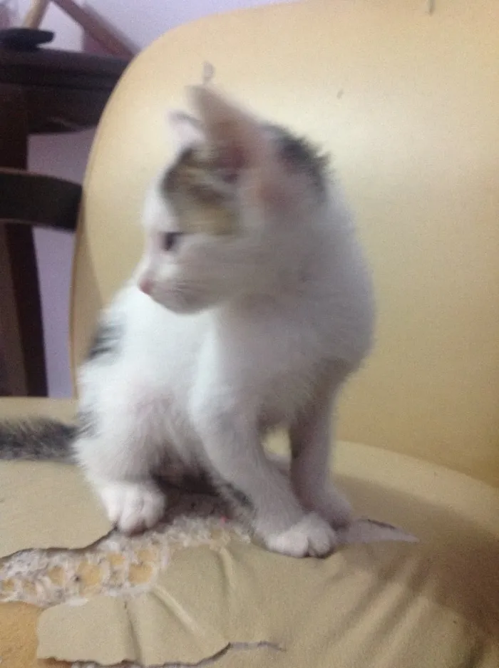 Gato ra a Srd idade Abaixo de 2 meses nome Gato