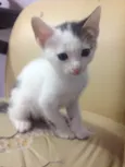 Gato