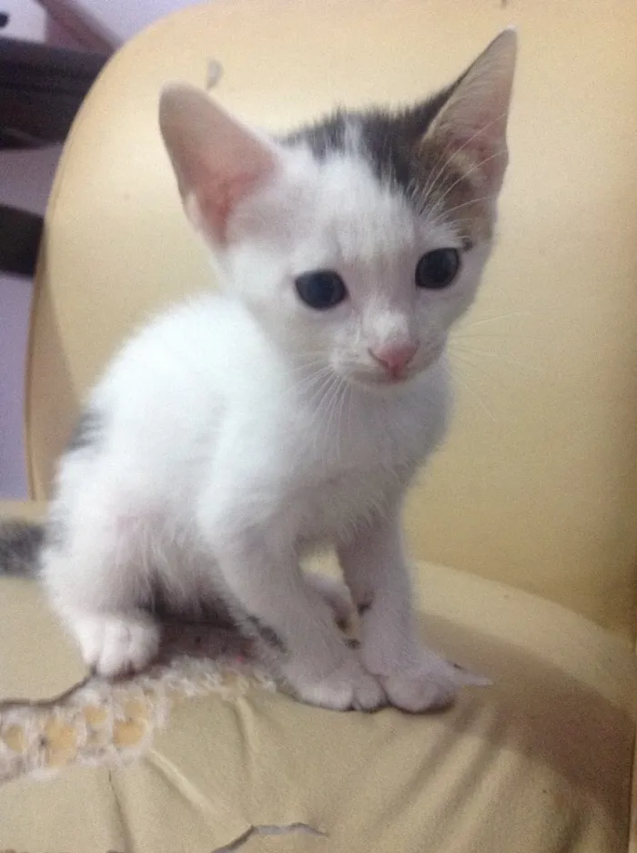 Gato ra a Srd idade Abaixo de 2 meses nome Gato
