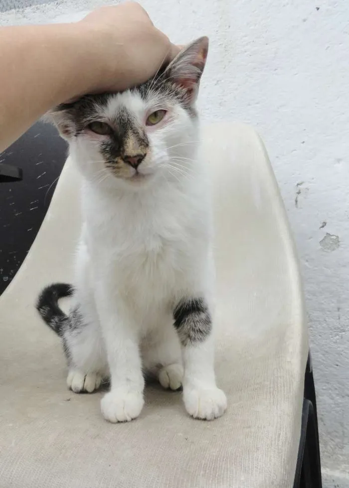 Gato ra a srd idade 2 a 6 meses nome Tatá