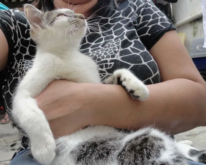 Gato ra a srd idade 2 a 6 meses nome Tatá