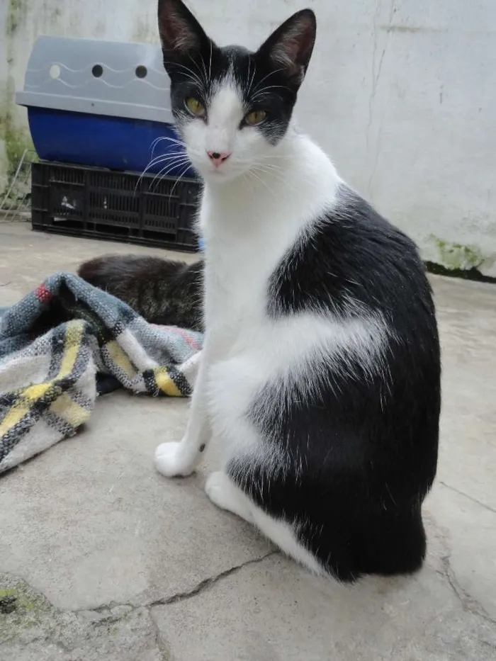 Gato ra a srd idade 2 a 6 meses nome Princesa