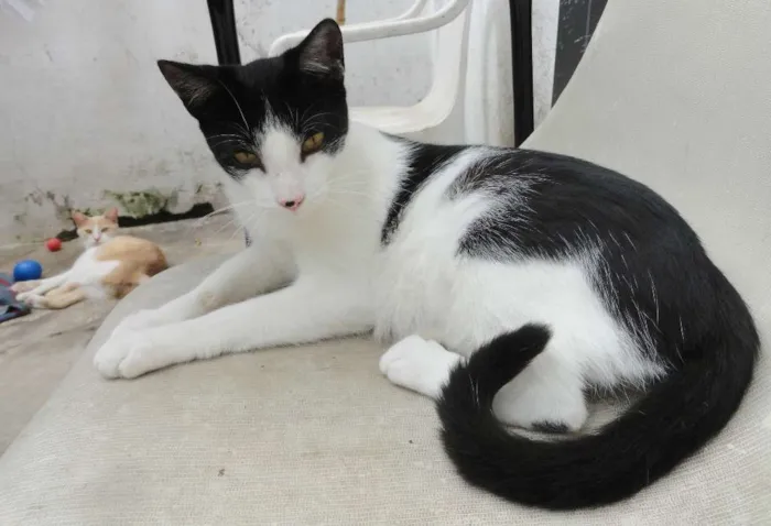 Gato ra a srd idade 2 a 6 meses nome Princesa