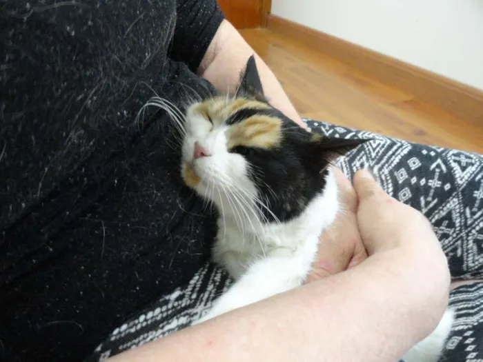 Gato ra a exotica idade 3 anos nome Athena