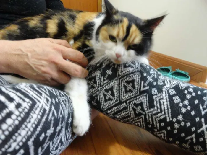 Gato ra a exotica idade 3 anos nome Athena
