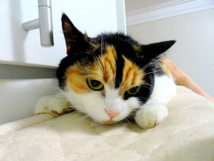 Gato ra a exotica idade 3 anos nome Athena