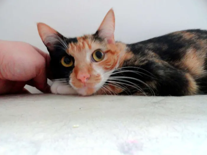 Gato ra a srd idade 2 anos nome Cherry