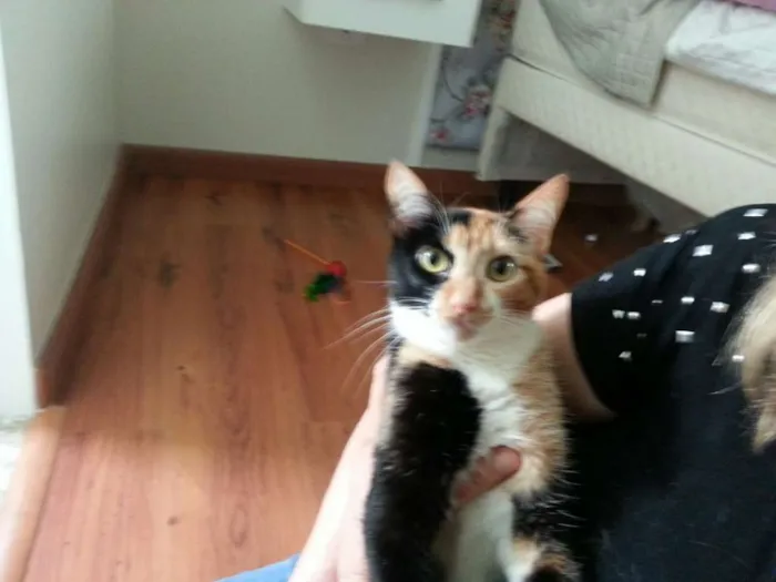 Gato ra a srd idade 2 anos nome Cherry