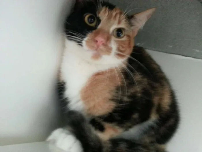 Gato ra a srd idade 2 anos nome Cherry