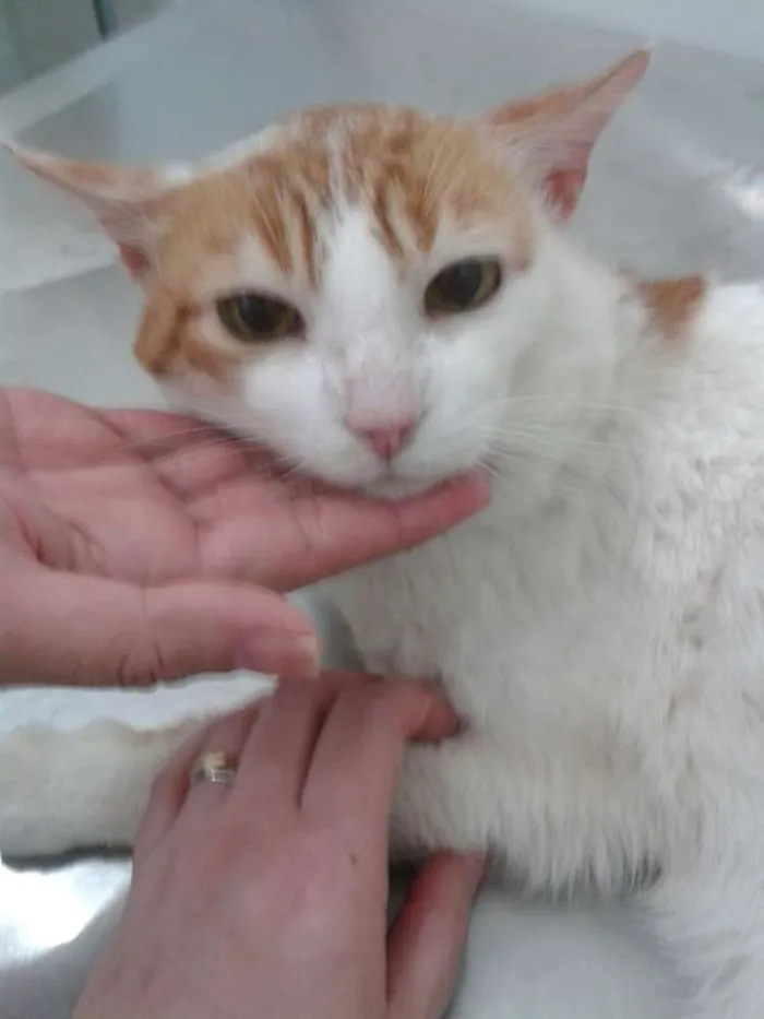 Gato ra a srd idade 6 ou mais anos nome Dave