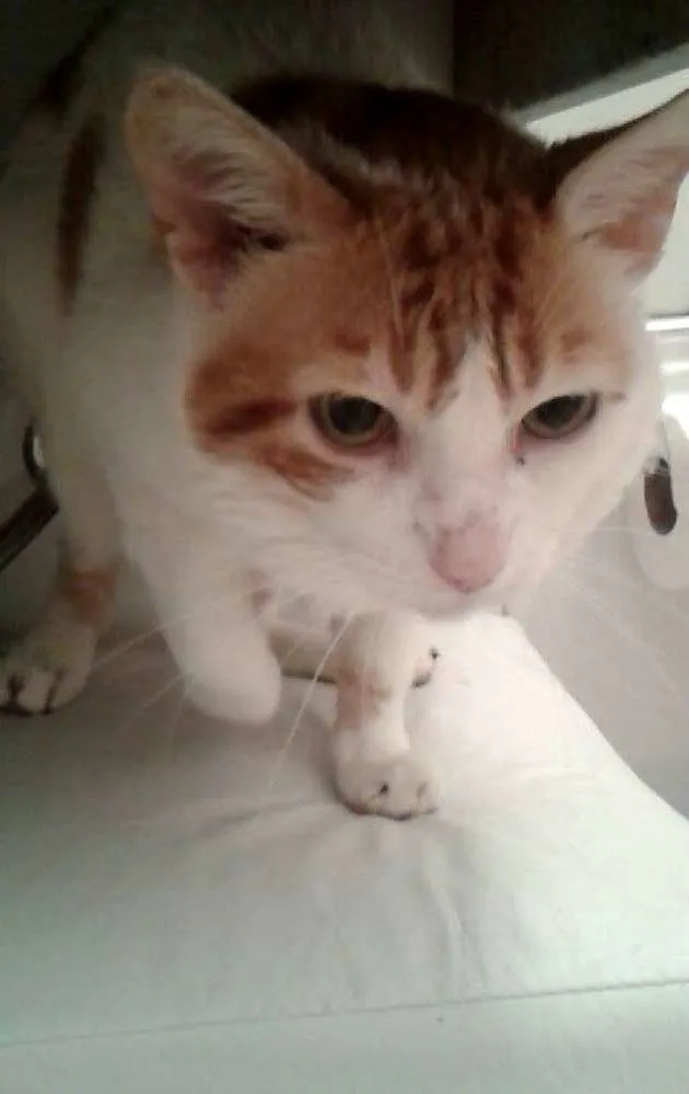 Gato ra a srd idade 6 ou mais anos nome Dave