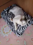 Gata Castrada