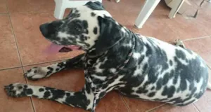 Cachorro raça Dálmata idade 2 anos nome DALMATA