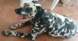 Cachorro raça Dálmata idade 2 anos nome DALMATA