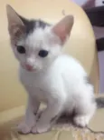 Gato
