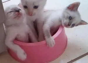 Gato raça  idade Abaixo de 2 meses nome Fera 