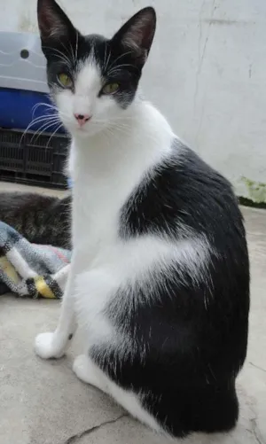 Gato raça srd idade 2 a 6 meses nome Princesa