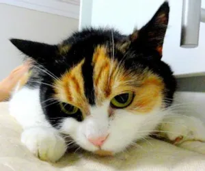 Gato raça exotica idade 3 anos nome Athena