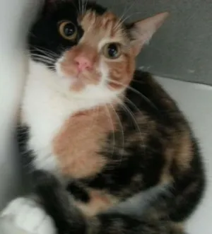 Gato raça srd idade 2 anos nome Cherry