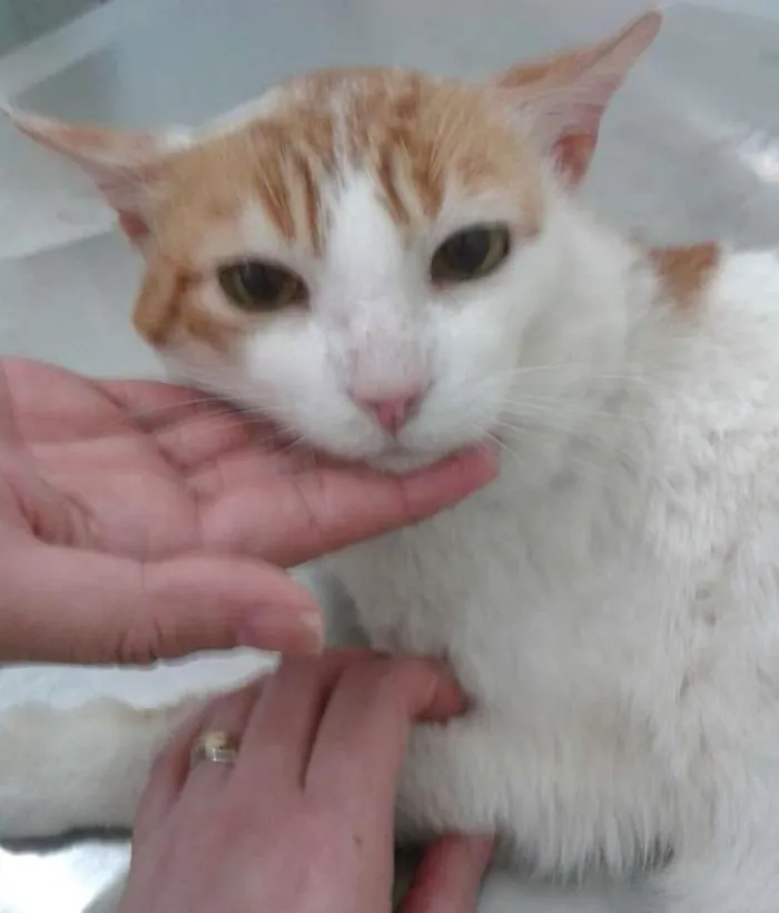 Gato ra a srd idade 6 ou mais anos nome Dave