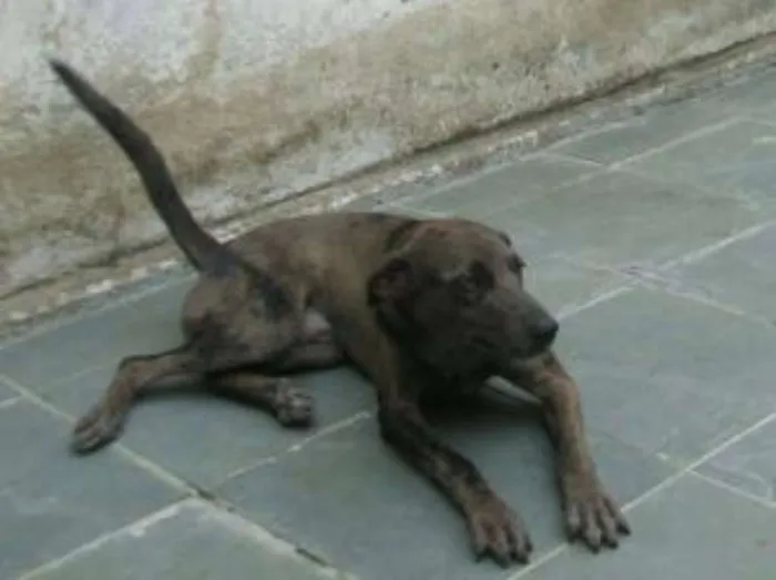 Cachorro ra a SRD idade 5 anos nome SINHO GRATIFICA